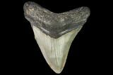 Fossil Megalodon Tooth - North Carolina #109044-1